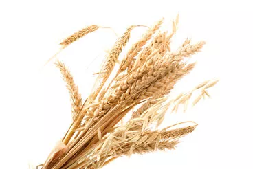 Wheat stalks. Photo.