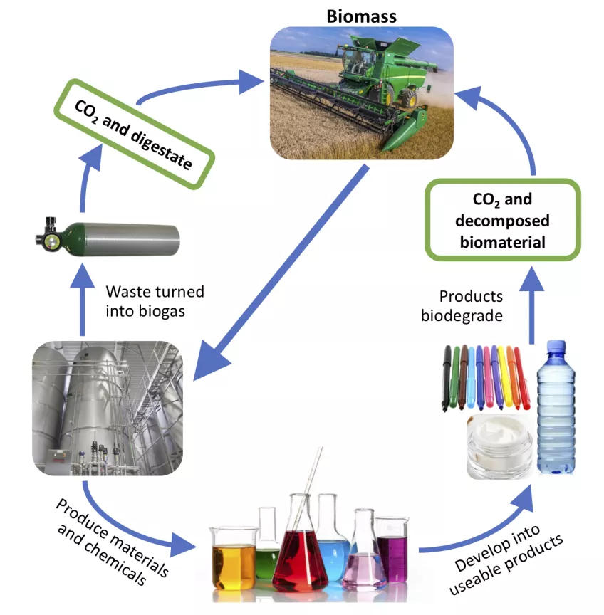 Diagram showing the biomass life cycle. Harvested biomass is refined into materials and chemicals that are used to develop useable products. These products biodegrade after use into CO2 and decomposed biomaterial, which can be used to grow more biomass. The waste streams from the biorefining produce biogas, an important fuel source, and digestate, which can also be reused in producing more raw biomaterial. 