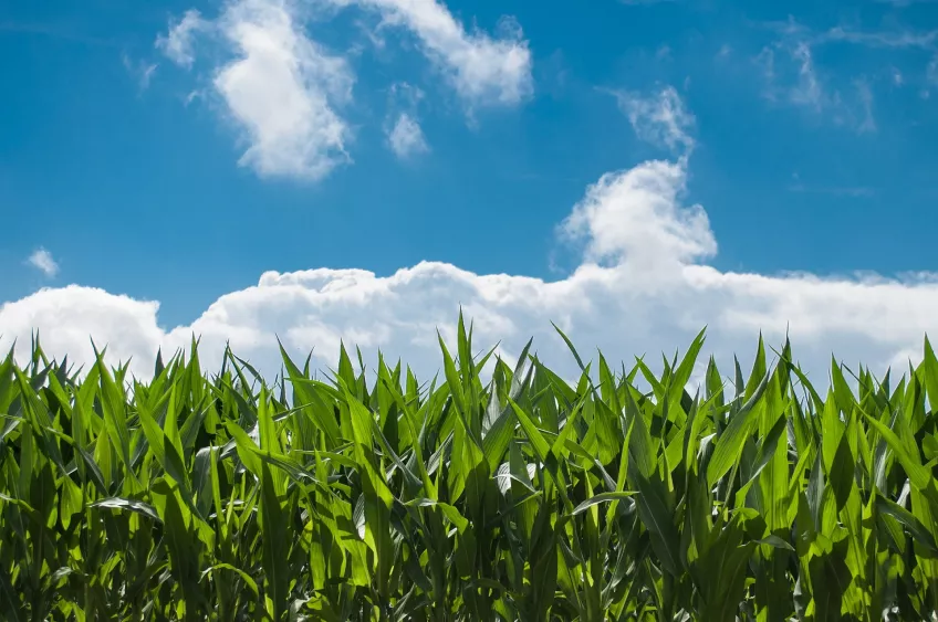 Fält av majs som ett exempel på biomassa. Foto.