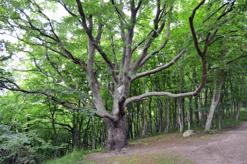 Stort träd i en skog. Foto.