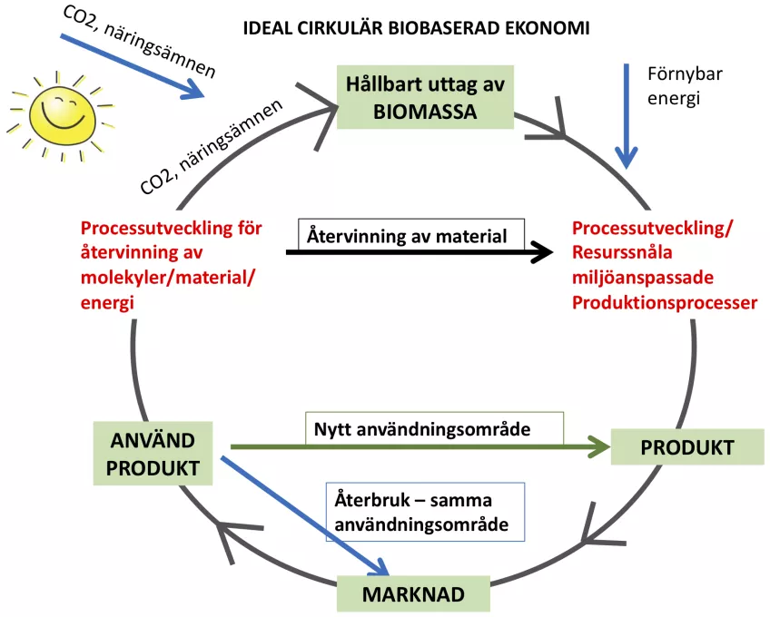 Ideal cirkulär biobaserad ekonomi kretslopp. Biomassa förvandlas till produkter, sedan används, återanvänds och återvinns. Diagram. 